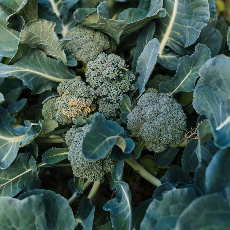 brocoli