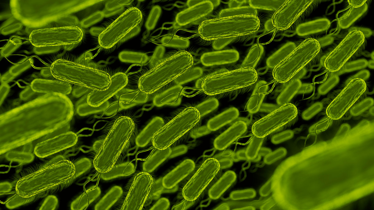 Lactobacillus