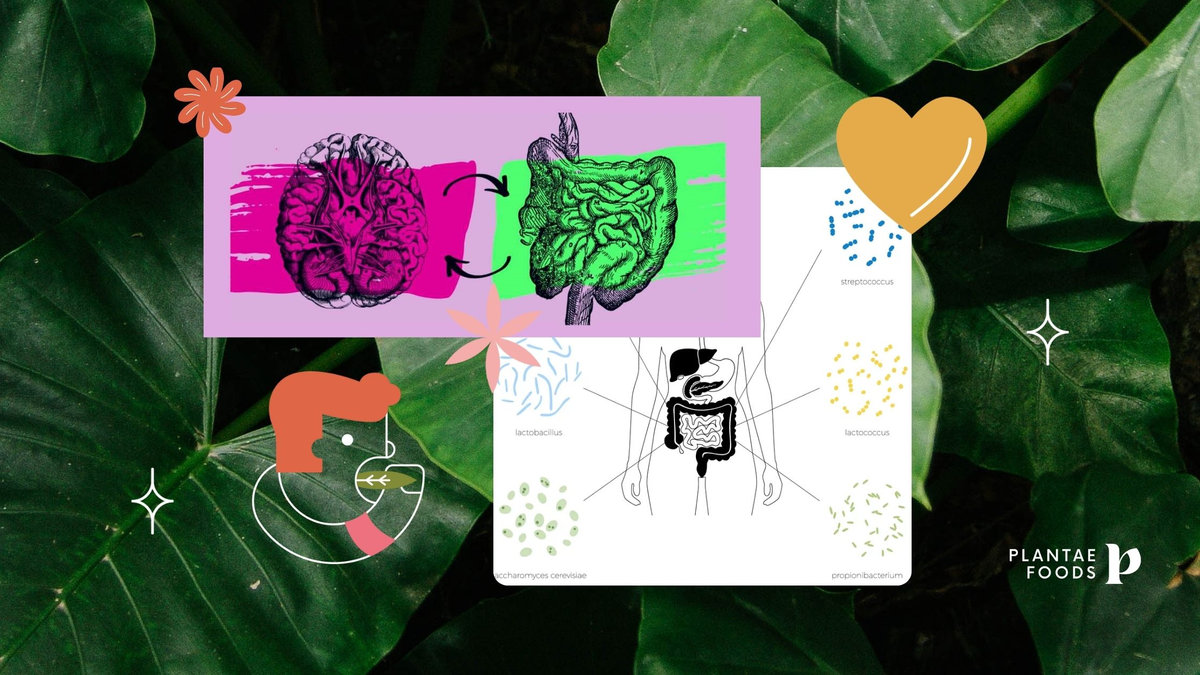 La microbiota se conecta con diferentes órganos del cuerpo, potenciando una acción positiva