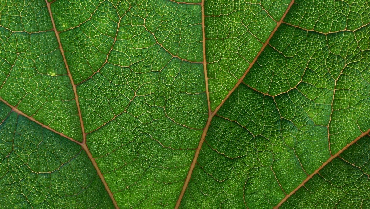 plantae foods - sostenibilidad